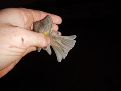 Conopophila rufogularis