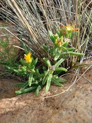 Delosperma leendertziae