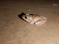 Litoria inermis