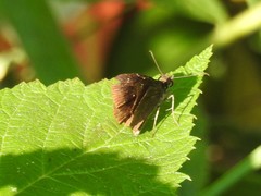 Staphylus hayhurstii