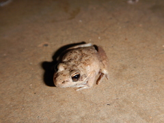 Litoria inermis