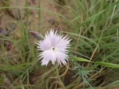 Dianthus zeyheri