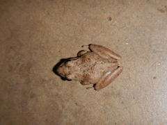 Litoria inermis