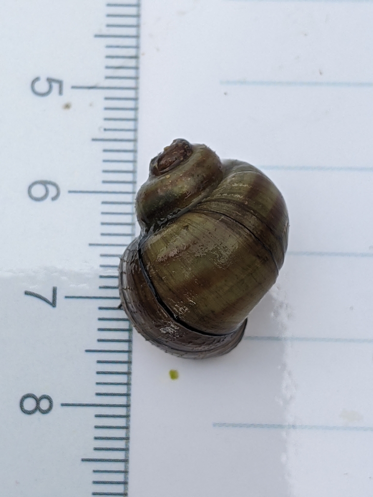 Banded Mystery Snail from Eagan, MN 55123, USA on August 21, 2021 at 09 ...