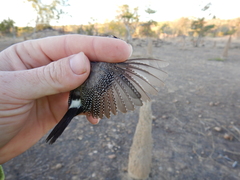 Stizoptera bichenovii bichenovii