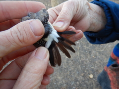 Stizoptera bichenovii bichenovii
