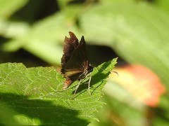 Staphylus hayhurstii