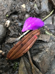 Andesanthus