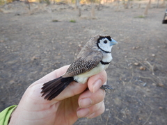 Stizoptera bichenovii bichenovii