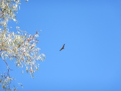 Hamirostra melanosternon