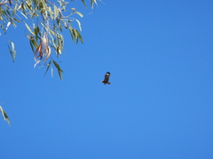 Hamirostra melanosternon