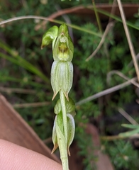Pterostylis stenochila