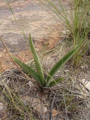 Eulophia clitellifera