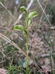 Pterostylis stenochila