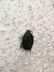 Protaetia morio