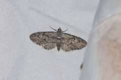 Eupithecia interruptofasciata