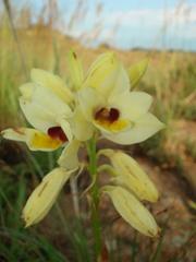 Eulophia welwitschii