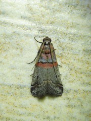 Acrobasis comptella