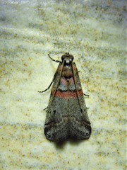 Acrobasis comptella
