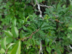 Painteria elachistophylla