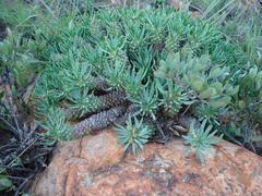 Euphorbia davyi