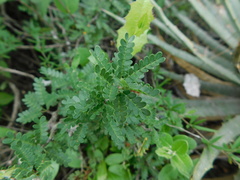 Painteria elachistophylla