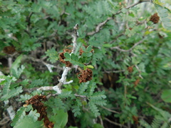 Painteria elachistophylla