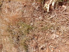 Goodenia armitiana