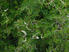 Painteria elachistophylla