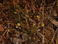 Goodenia armitiana