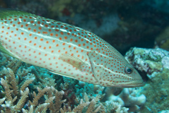 Anyperodon leucogrammicus