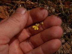 Goodenia armitiana