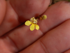 Goodenia armitiana