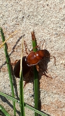 Harpalus erraticus