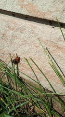 Harpalus erraticus