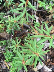 Rhododendron tomentosum