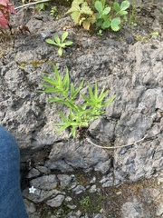 Veronica scutellata
