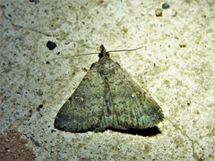 Hypenula cacuminalis