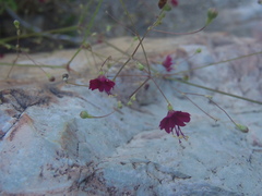 Boerhavia gracillima