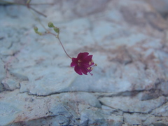 Boerhavia gracillima