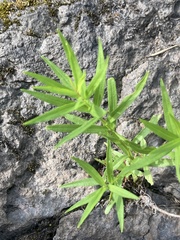 Veronica scutellata