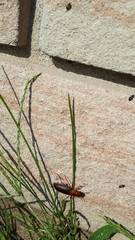 Harpalus erraticus