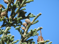 Abies vejarii