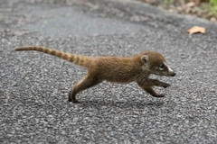 White-Nosed Coati photo 2