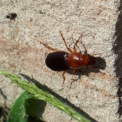 Harpalus erraticus