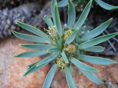Euphorbia davyi
