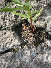 Veronica scutellata