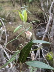 Asterotrichion discolor