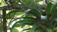 Cranioleuca curtata
