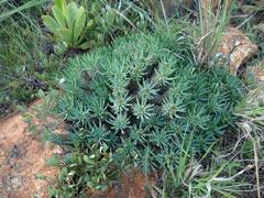 Euphorbia davyi